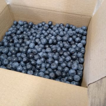 Blueberries (1 gal)